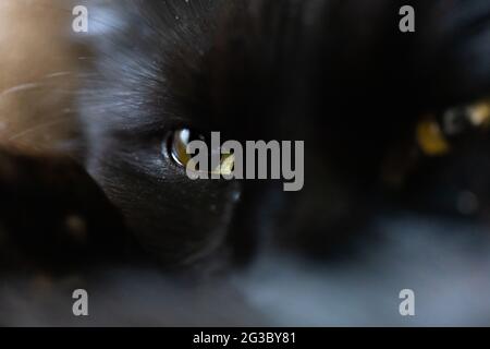 Primo piano di un simpatico gatto nero con occhi magnifici Foto Stock