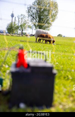 Gregge di pecore che pascolano nel prato con una batteria per auto in primo piano sfocato Foto Stock
