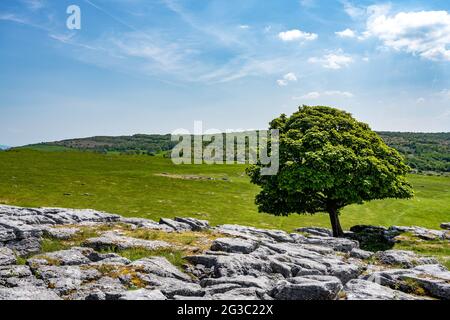 Un albero solitario cresce tra i bordi della pavimentazione calcarea a Newbiggin Crag, in Cumbria, Inghilterra nord-occidentale. Foto Stock