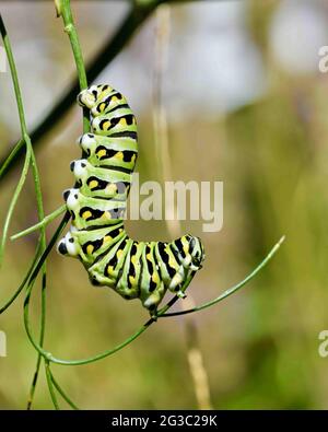 Una farfalla a coda di rondine nera (Papilio Polyxenes) pende capovolta da un ramo di finocchio con il suo corpo superiore arricciato verso l'alto per mangiare una foglia. Foto Stock