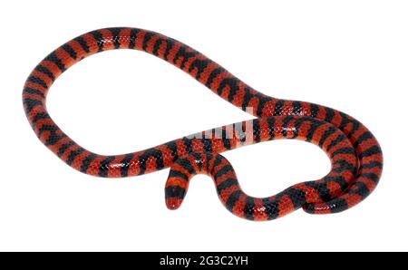 Coral pipelesnake (Anilius scytale), provincia di Orellana, Ecuador Foto Stock