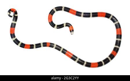 Serpente corallino a nastro orientale (Micrurus lemniscatus). Un serpente velenoso dell'Amazzonia ecuadoriana. Foto Stock