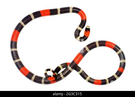 Serpente corallino a nastro orientale (Micrurus lemniscatus). Un serpente velenoso dell'Amazzonia ecuadoriana. Foto Stock