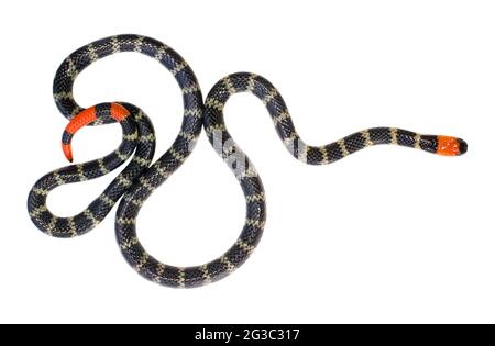 Serpente andino di corallo Redtail (Micrurus mipartitus) Provincia di Esmeraldas, Ecuador occidentale. Foto Stock