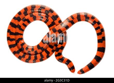 Coral pipelesnake (Anilius scytale), provincia di Orellana, Ecuador Foto Stock