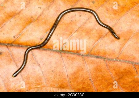 Filo Snake (Leptotyphlops sp.) da sud Ecuador. Una minuscola snake solo di un paio di pollici di lunghezza Foto Stock