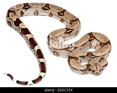 Giovane costrictore Boa, provincia di Orellana, Ecuador Foto Stock