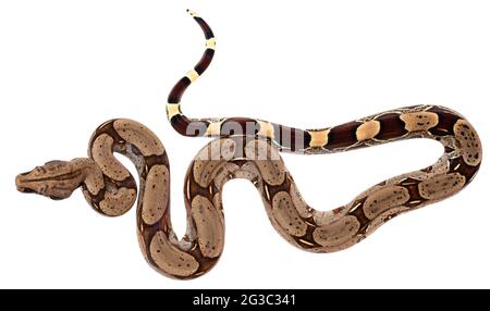 Giovane costrictore Boa, provincia di Orellana, Ecuador Foto Stock