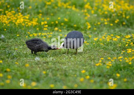 Una gallina di piede fornisce il cibo per il suo pulcino in un prato di buttercups. Foto Stock