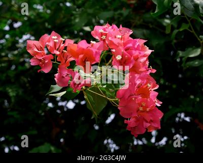 Colori rosa foglie isolate su sfondo verde giardino Foto Stock