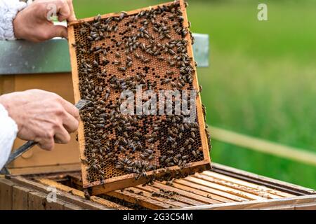 gli apicoltori ispezionano le api su un telaio di cera in un apicoltura Foto Stock