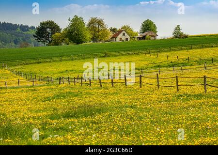 Pascolo fiorente con dandelioni su una collina nella regione dei monti Taunus vicino a Usingen, Assia, Germania Foto Stock