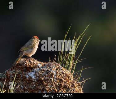 Un towhee a coda verde dal suo persico in Wyoming. Foto Stock