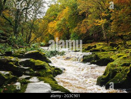 Dopo forti precipitazioni, il fiume Wharfe scorre in alto e veloce attraverso la sezione di Strid Wood conosciuta come lo Strid, famosa per le sue spettacolari cascate Foto Stock