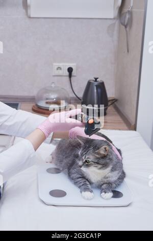 Ispezione e pettinatura della pelliccia di gatto da parte di un medico veterinario chiamato in casa Foto Stock