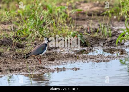 Lappatura, Vanellus vanellus, sulle paludi d'acqua dolce dietro la riva orientale del Washington. Foto Stock