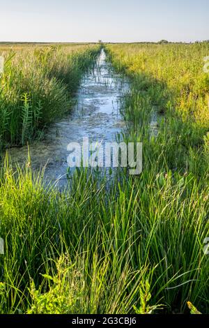 Canale di drenaggio sulle paludi d'acqua dolce dietro la riva orientale del Washington. Foto Stock