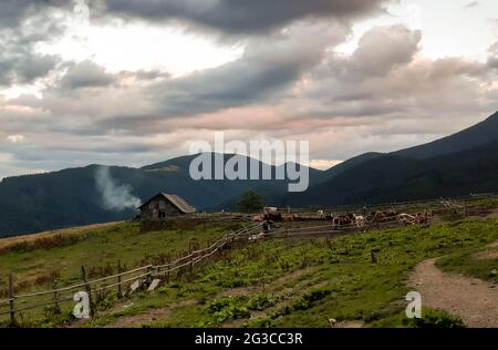 Fattoria appartata in cima ad una montagna con mucche pascolano nel Corral contro il cielo serale Foto Stock