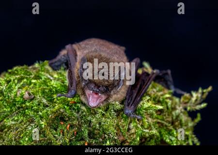 Pipistrelle Bat comune (Pipistrellus pipistrellus) Foto Stock