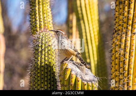 Bill curvo thrasher Foto Stock