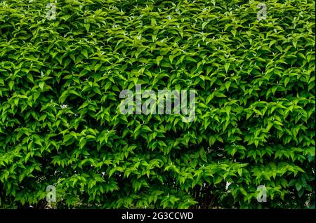 siepe con foglie di pianta verde. sfondo naturale, parete di foglie, sfondo per disegni diversi Foto Stock