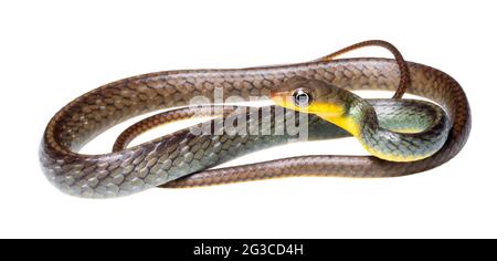 Whipsnake amazzonico (Chironius exoletus), giovanile, provincia di Orellana, Ecuador Foto Stock