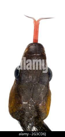 Serpente amazzonico (Chironius exoletus), provincia di Orellana, Ecuador Foto Stock