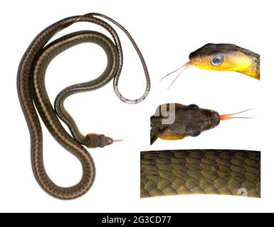 Serpente amazzonico (Chironius exoletus), provincia di Orellana, Ecuador Foto Stock