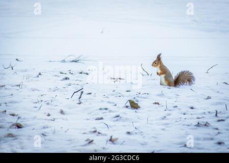 scoiattolo rosso in posa al park.scoiattolo in inverno, in piedi in caduta di neve Foto Stock