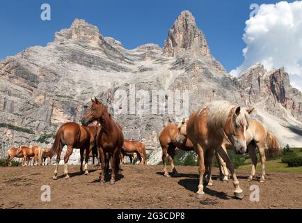 Cavalli (Equus ferus caballus) sotto Monte Pelmo nelle Dolomiti italiane Foto Stock