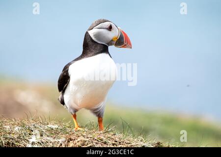 Pulcinella di mare lunga Foto Stock