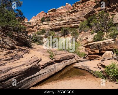 Piscina in un lavaggio a secco, Elephant Canyon Trail, Needles District, Canyonlands National Park, Utah. Foto Stock