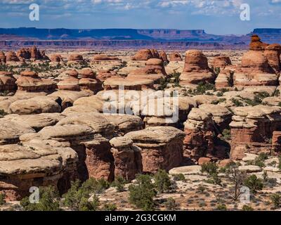 Formazioni di aghi lungo il Chesler Park Trail, Needles District, Canyonlands National Park, Utah. Foto Stock