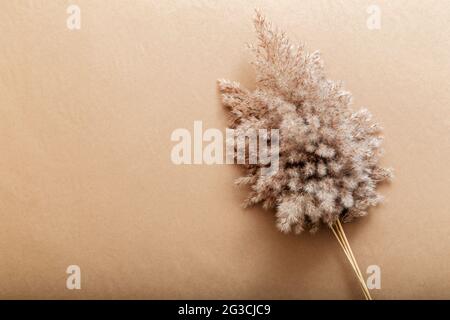 Pampas reed su sfondo di carta da artigianato beige. Sfondo beige con spazio di copia e fiore di pampas di canna soffici. Foto Stock