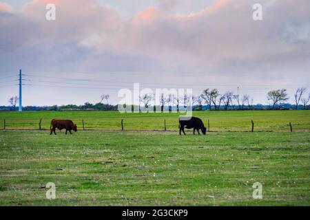Due bovini di manzo pascolano su un pascolo grassyj circondato da una recinzione di filo spinato in Kansas, Stati Uniti in primavera. Foto Stock