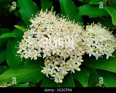 Fiori bianchi dell'arbusto di Cornus alba, conosciuto come dogwood rosso, bianco o siberiano (Swiva alba), e foglie verdi, periodo primaverile Foto Stock