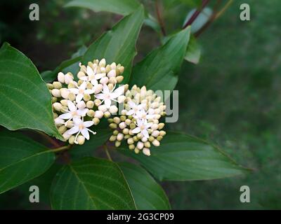 Fiori bianchi dell'arbusto di Cornus alba, conosciuto come dogwood rosso, bianco o siberiano (Swiva alba), e foglie verdi, periodo primaverile Foto Stock