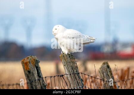 Gufo bianco innevato che sta per decolorare in volo da un palo di recinzione Foto Stock