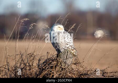 Gufo innevato (Bubo scandiacus) in campagna - su un vecchio palo di recinzione con lunghi vortici di grano che soffiano nel vento. Foto Stock