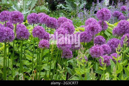 Teste di fiori di Allium giganteum, chiamate anche una cipolla gigante Allium. Fioriscono all'inizio dell'estate e fanno un'affermazione architettonica nel giardino. Foto Stock