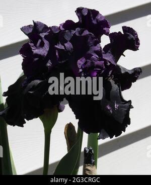 Black and Deep Purple Raven Girl Double Bearded Iris fiorente in primavera nel Wisconsin Foto Stock