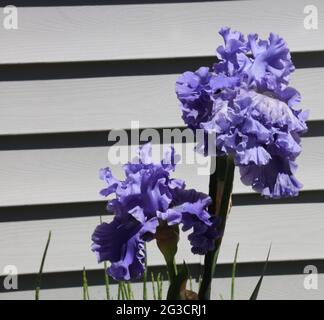 Due doppi fiori di Sea Power Iris in fiore in un giardino in primavera nel Wisconsin Foto Stock