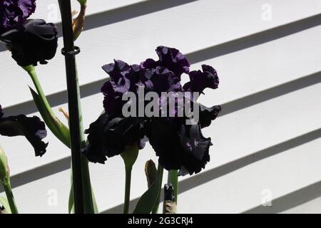 Black and Deep Purple Raven Girl Double Bearded Iris fiorente in primavera nel Wisconsin Foto Stock