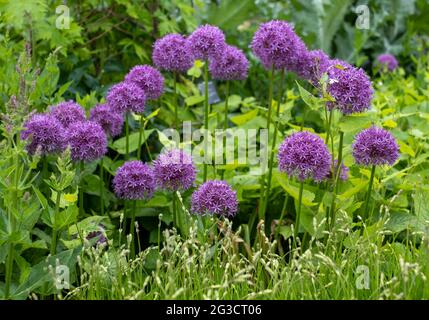 Teste di fiori di Allium giganteum, chiamate anche una cipolla gigante Allium. Fioriscono all'inizio dell'estate e fanno un'affermazione architettonica nel giardino. Foto Stock