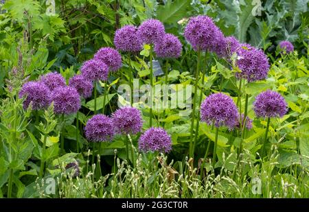 Teste di fiori di Allium giganteum, chiamate anche una cipolla gigante Allium. Fioriscono all'inizio dell'estate e fanno un'affermazione architettonica nel giardino. Foto Stock