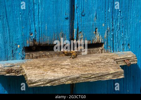 Primo piano di api all'ingresso di un'alveare blu in estate soleggiato giorno Foto Stock