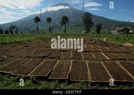 Il tabacco che viene essiccato al sole, sullo sfondo del Monte Sumbing, su un campo in un villaggio di produzione di tabacco a Temanggung, Giava Centrale, Indonesia. Con 197.25 mila tonnellate metriche, l'Indonesia è al sesto posto nella lista dei principali paesi produttori di tabacco nel 2019--sotto la Cina, l'India, il Brasile, lo Zimbabwe e gli Stati Uniti, Secondo Statista. "Circa sei milioni di persone si sono affidate al tabacco per sostentamento", ha affermato Budidoyo, capo di AMTI (alleanza della società del tabacco in Indonesia), citato dalla CNBC Indonesia il 10 giugno 2021. Foto Stock