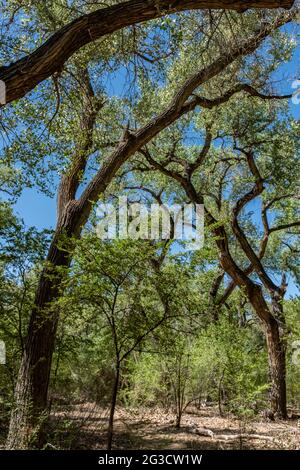 Alberi di Cottonwood & sentiero attraverso Rio Grande bosque (foresta fluviale) ad Albuquerque, New Mexico [Paseo del Bosque Trail] Foto Stock