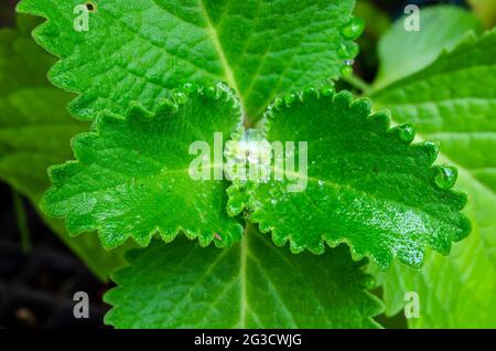Un primo piano di timo verde umido di foglie di plectranthus amboinicus con gocce d'acqua sulle sue succulenti foglie giovani seghettate. Foto Stock