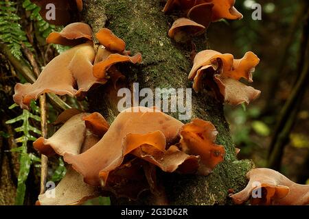 Fungo per orecchie di legno (Auricularia auricula) Foto Stock